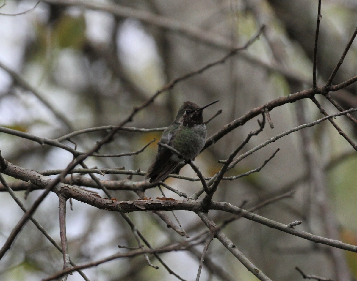 Anna's Hummingbird - ML284949131