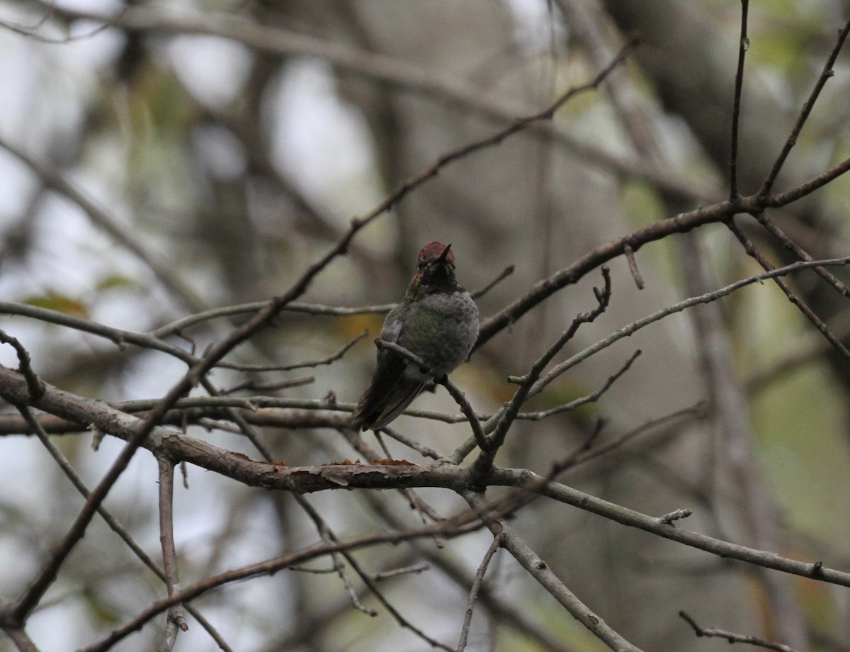 Anna's Hummingbird - ML284949171