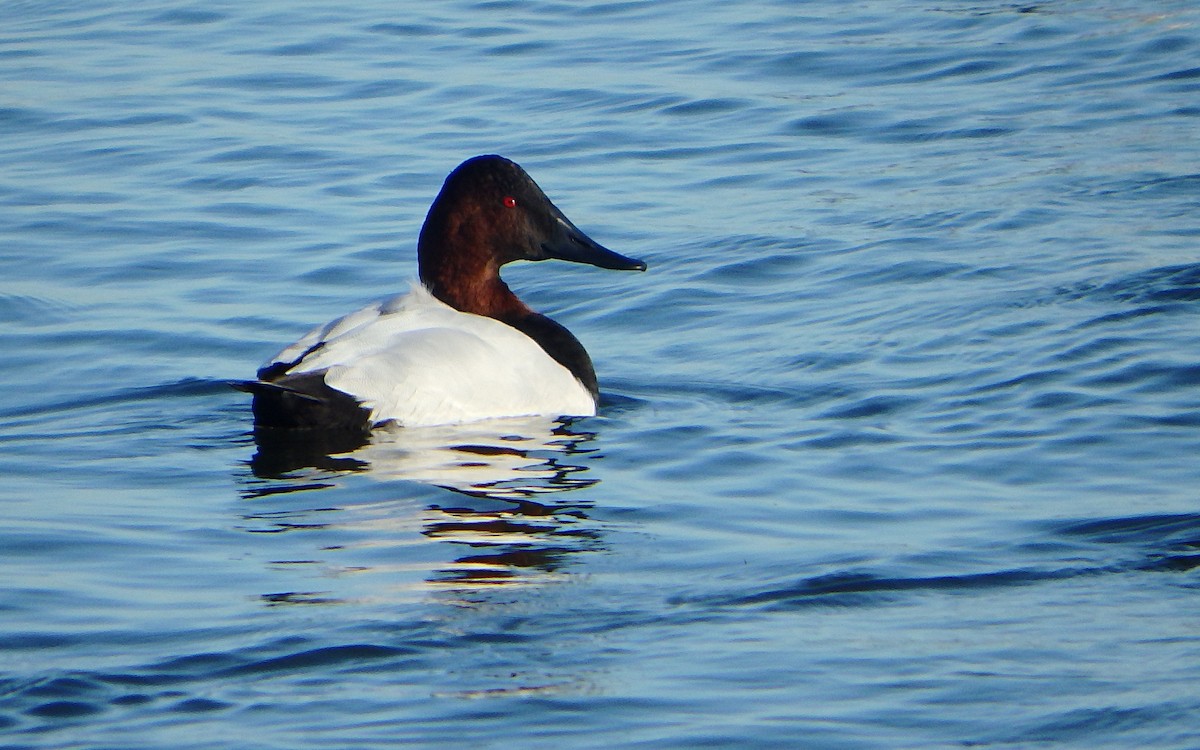 Canvasback - ML284950411