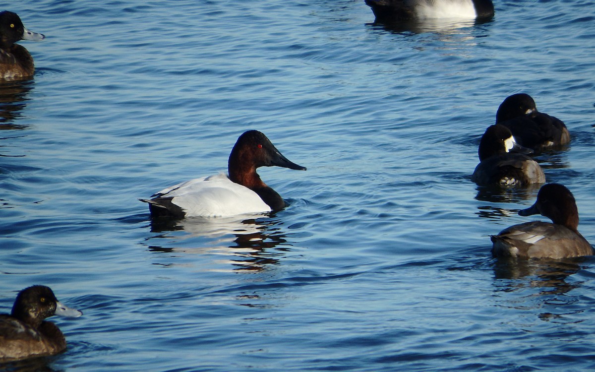 Canvasback - ML284950431