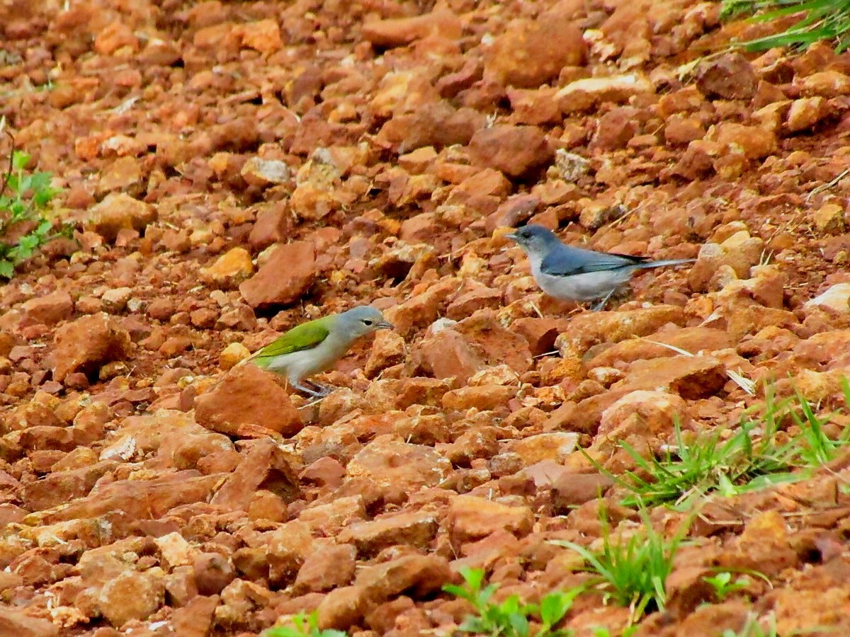 Chestnut-vented Conebill - Carlos Agulian