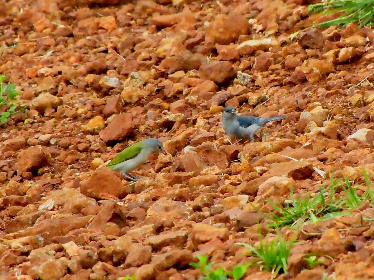 Chestnut-vented Conebill - ML284950771