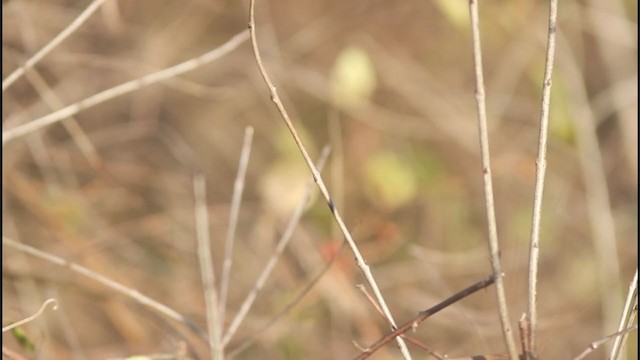 Western Flycatcher (Pacific-slope) - ML284953791