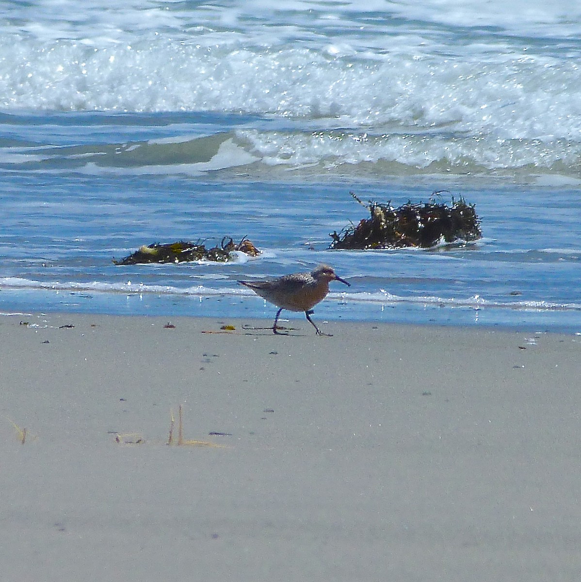 Red Knot - ML28495471