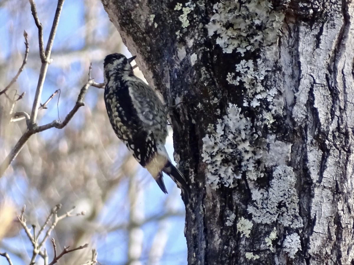 Yellow-bellied Sapsucker - Annie Downing