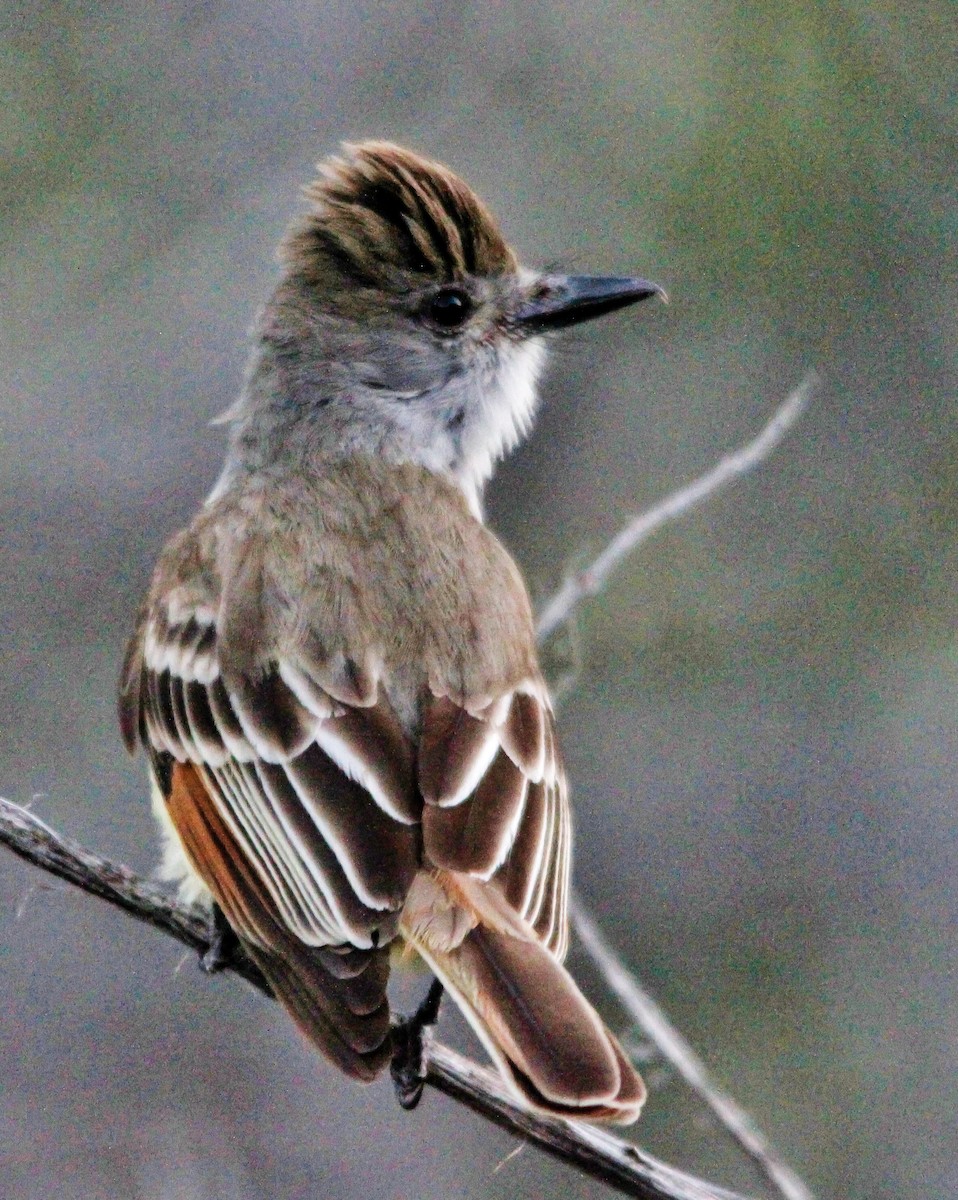 Brown-crested Flycatcher - Tim Ludwick