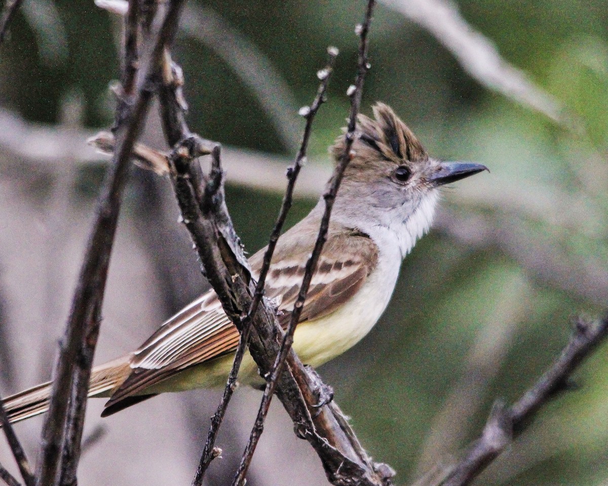 Brown-crested Flycatcher - Tim Ludwick