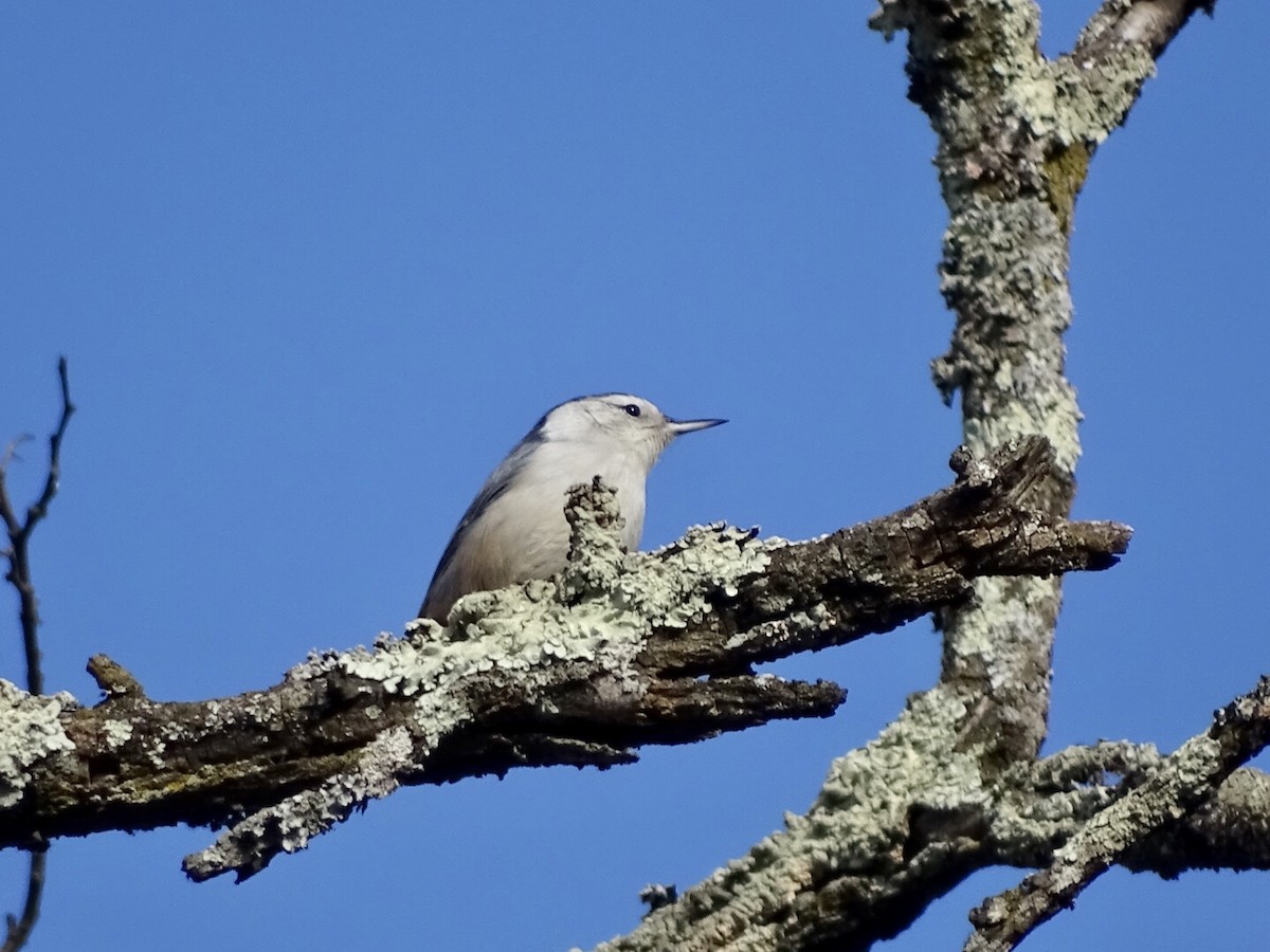 White-breasted Nuthatch - ML284956431