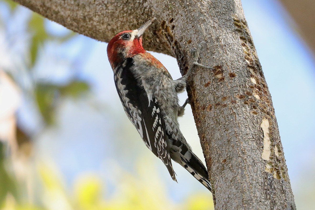 Red-breasted Sapsucker - Haim Weizman