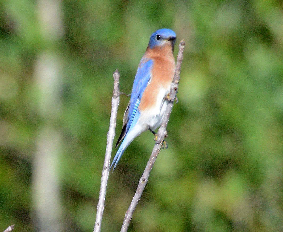 Eastern Bluebird - ML284958871