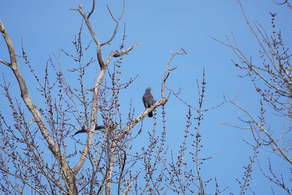 Rock Pigeon (Feral Pigeon) - ML284960141