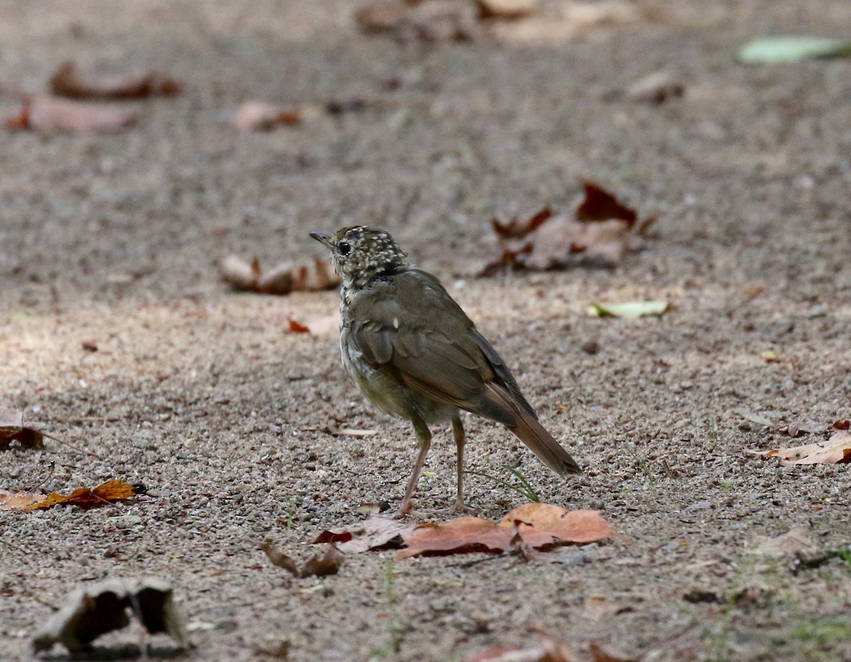 Hermit Thrush - ML284960571