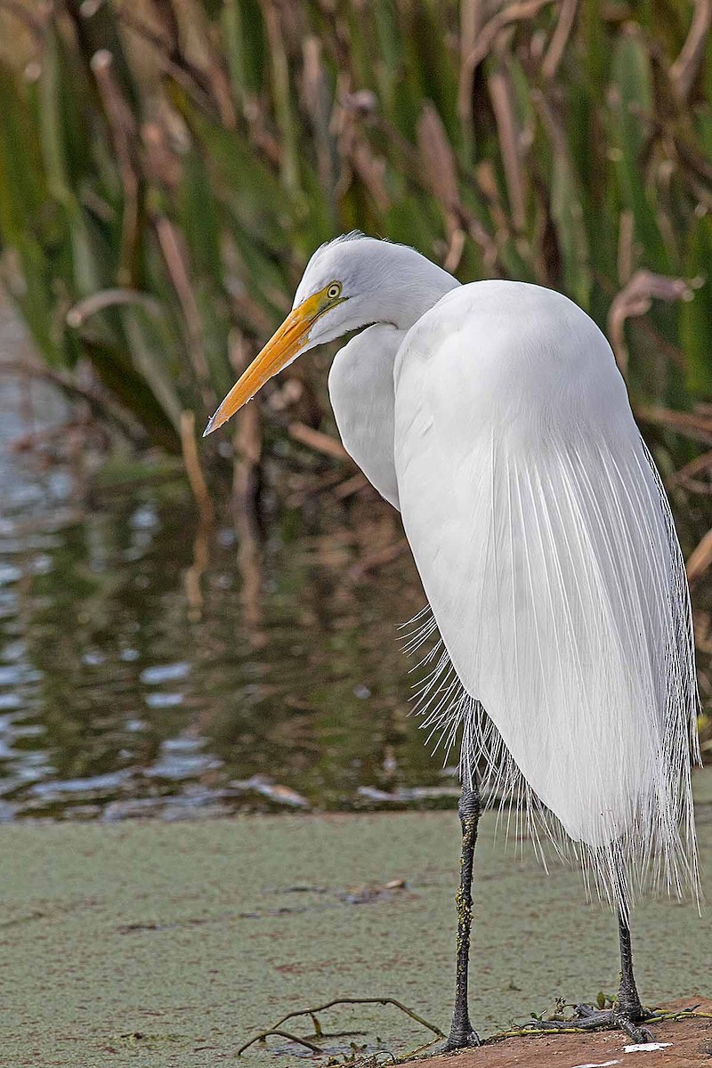 Great Egret - Bill  Duke