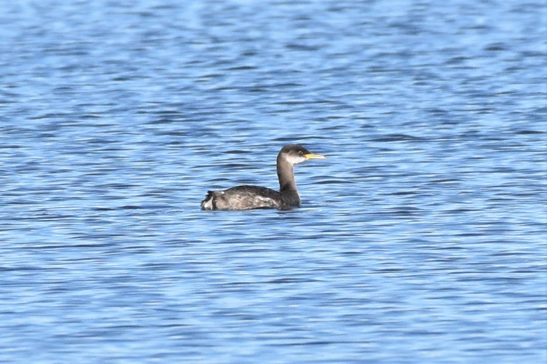 アカエリカイツブリ - ML284961711