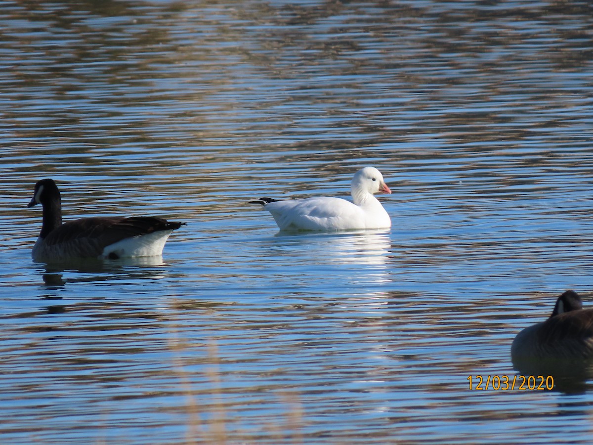 Ross's Goose - ML284961871