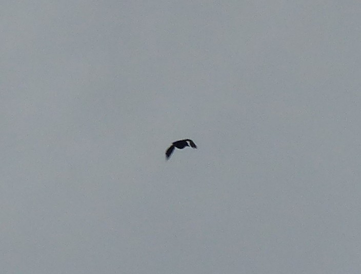 American Crow - ML284962151
