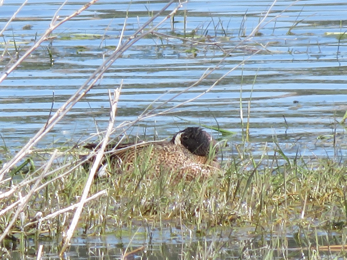 Blue-winged Teal - ML28496231