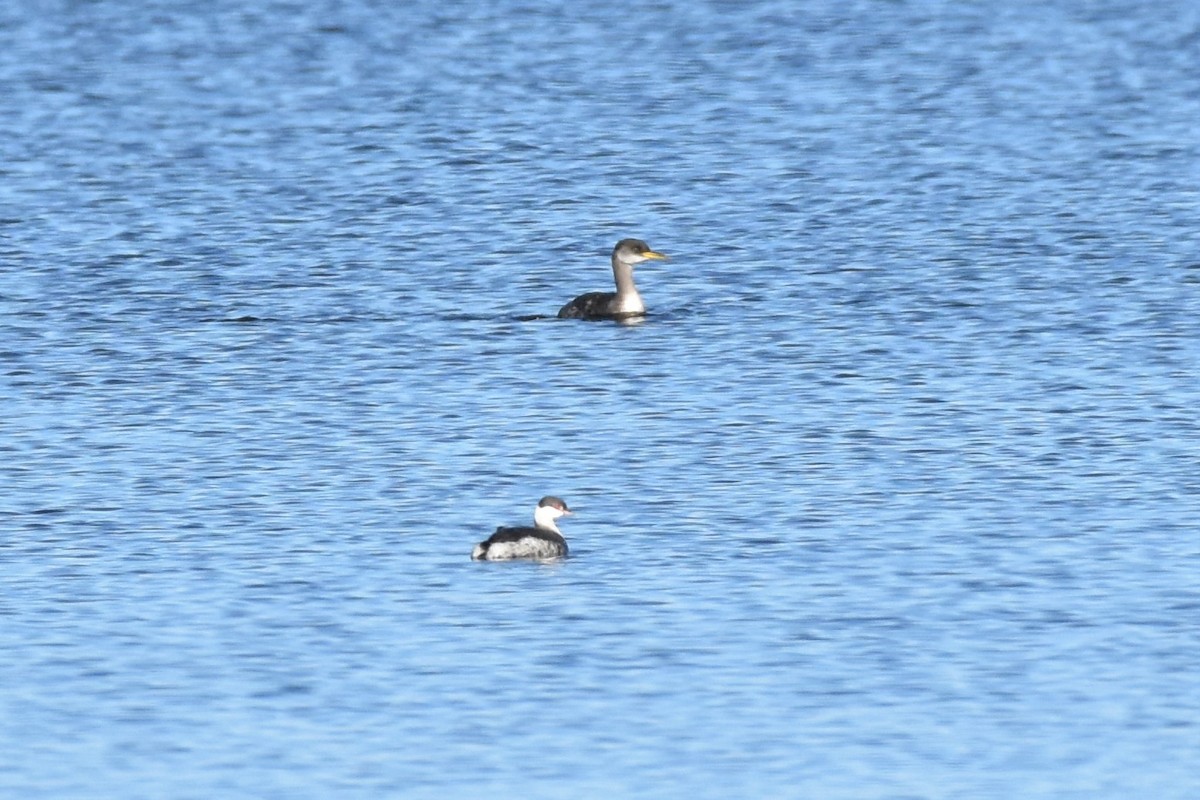 Horned Grebe - ML284962411