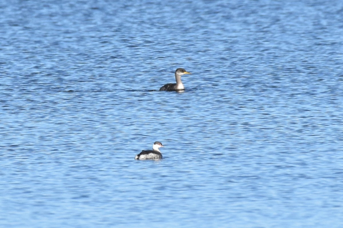 Horned Grebe - ML284962411