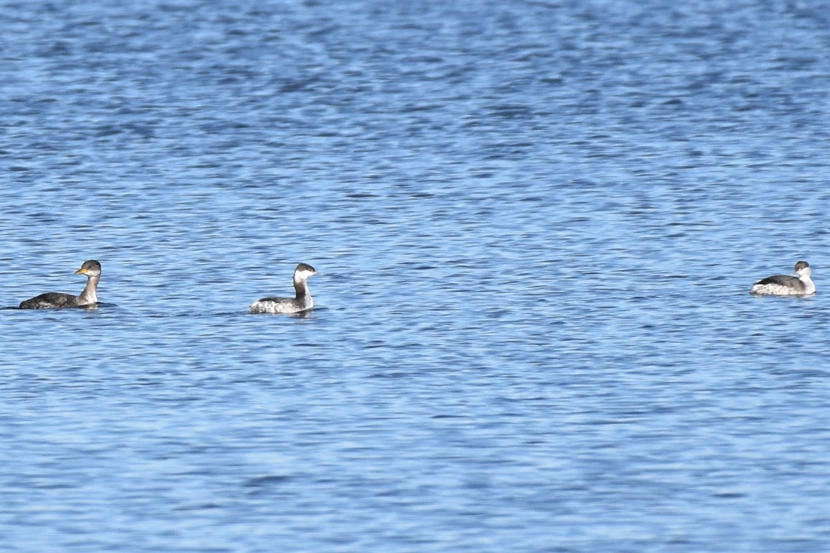 Horned Grebe - ML284963161