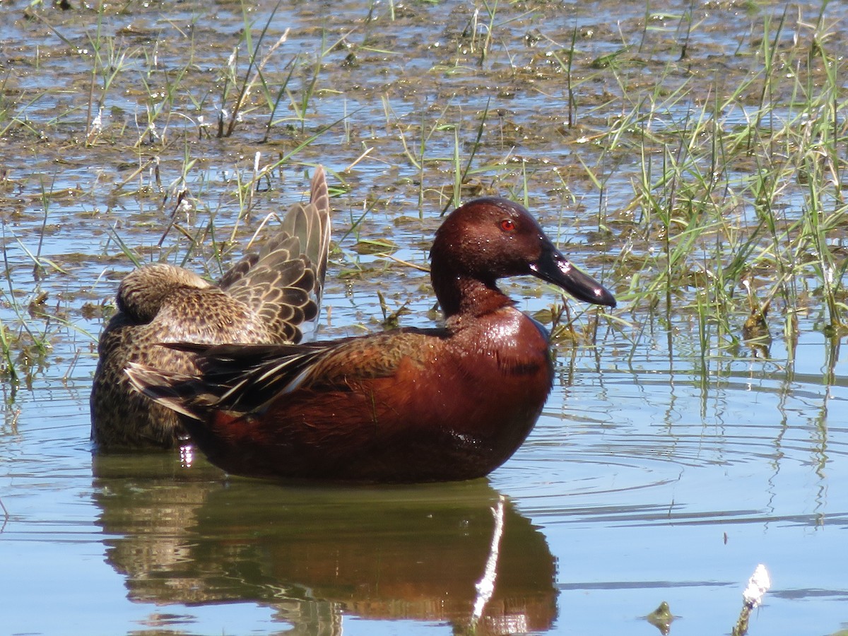 Cinnamon Teal - Matyas Gerloczy