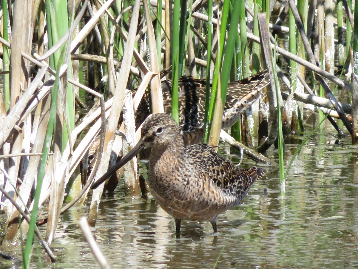 Long-billed Dowitcher - Matyas Gerloczy