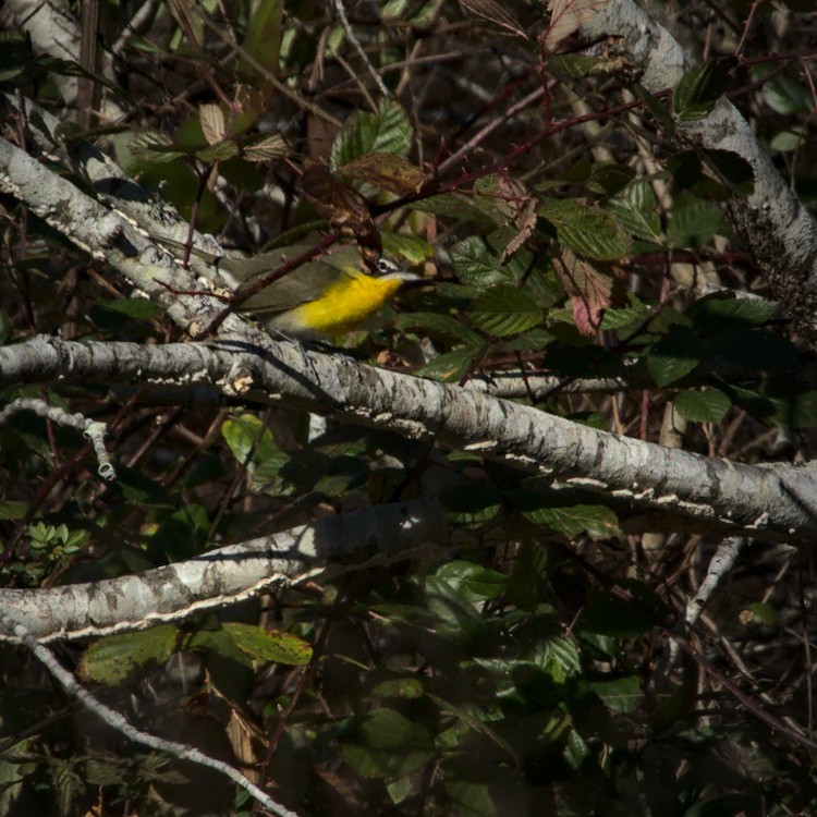 Yellow-breasted Chat - ML284966511
