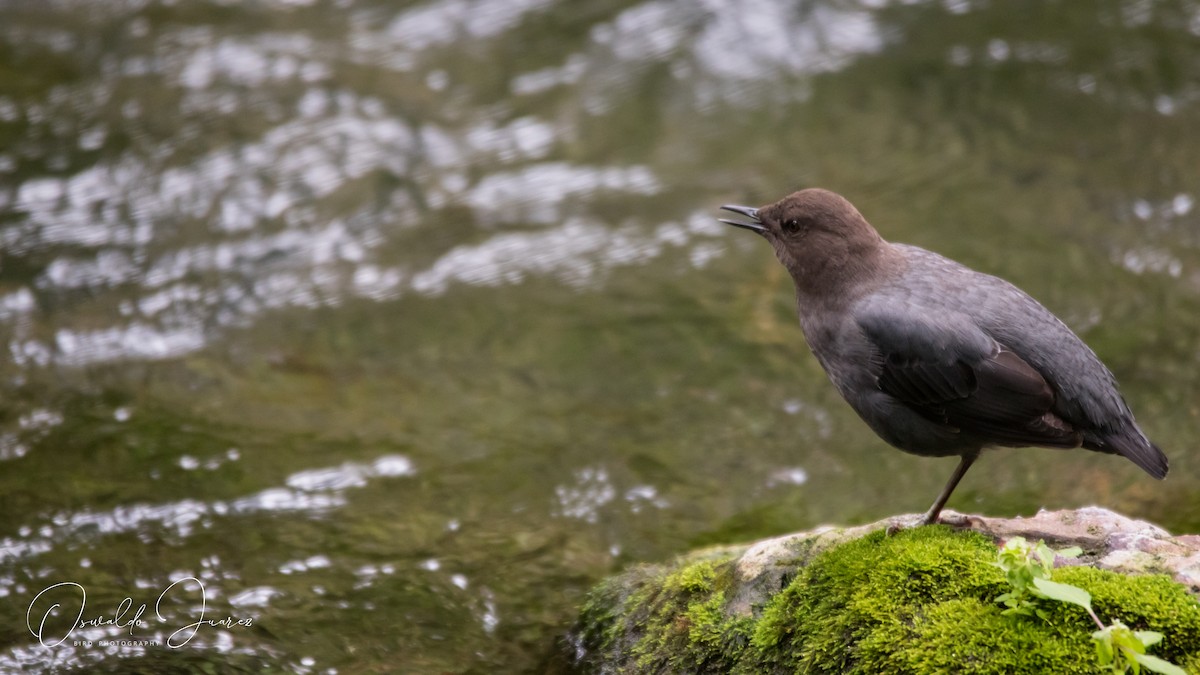 American Dipper - Jose oswaldo Juarez rodriguez