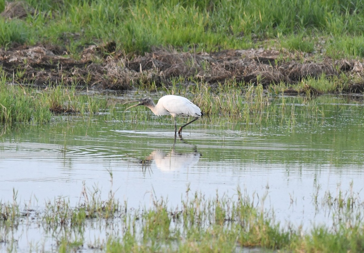 Wood Stork - ML284968021