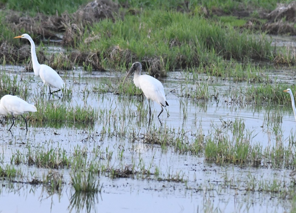 Wood Stork - Scott M Terry