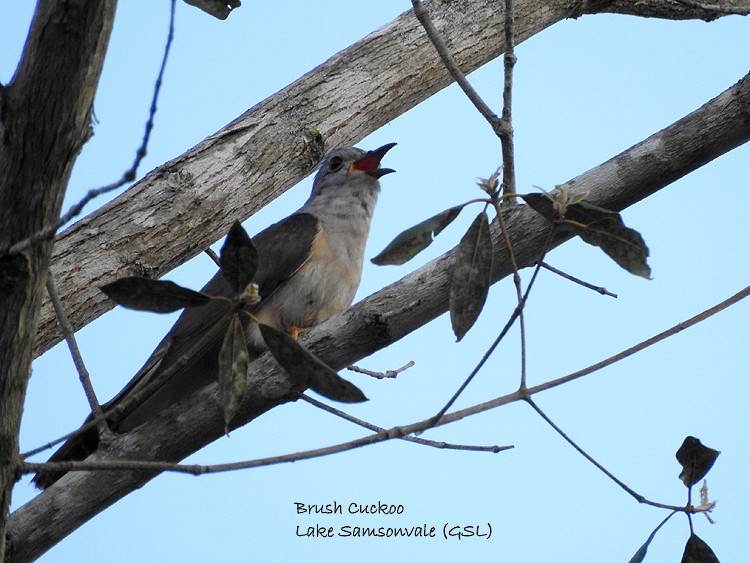 Brush Cuckoo - ML284969891