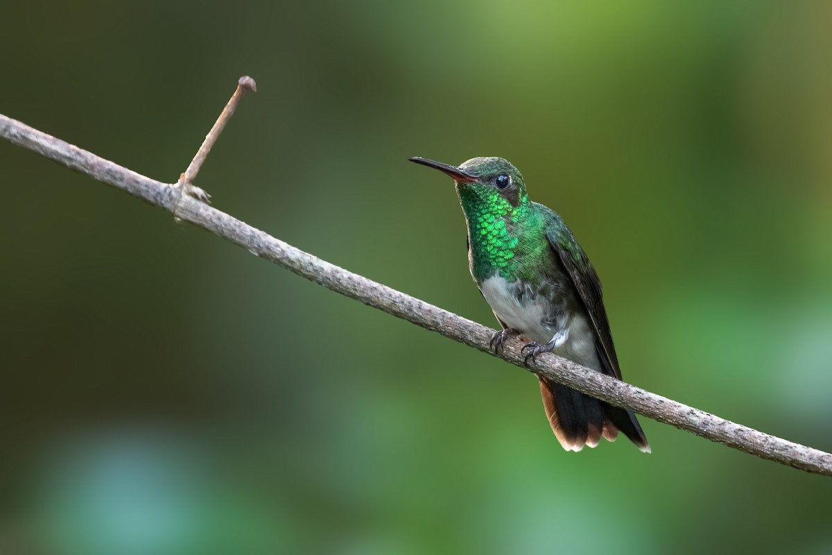 Glittering-throated Emerald - ML284970021