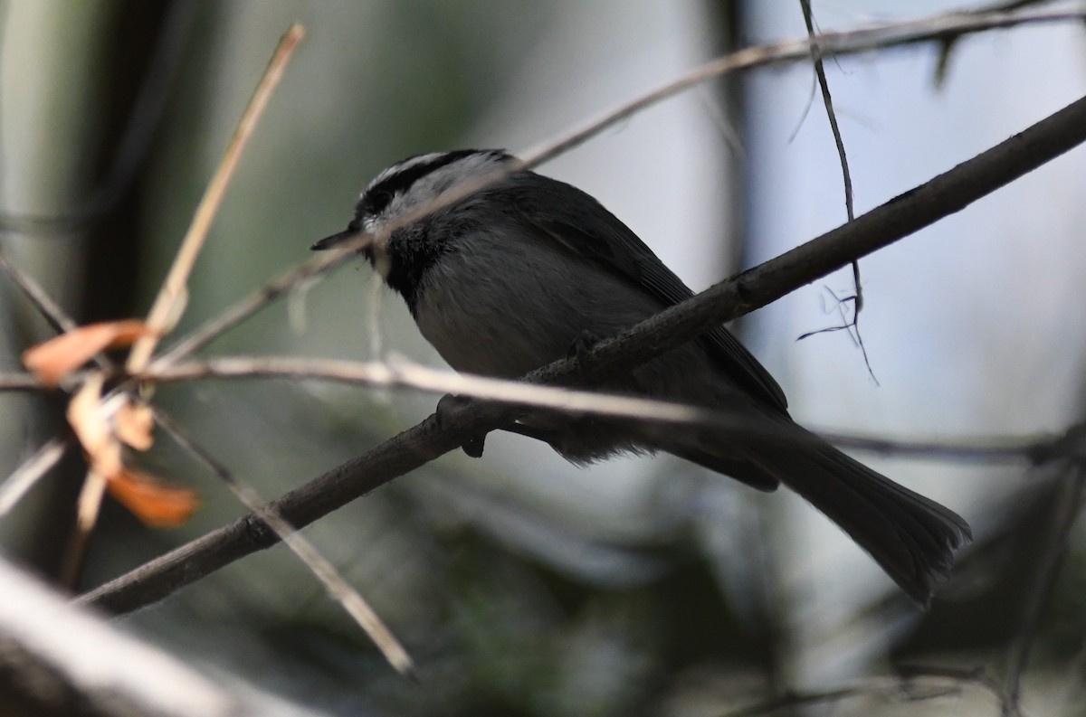 Mountain Chickadee - ML284972551