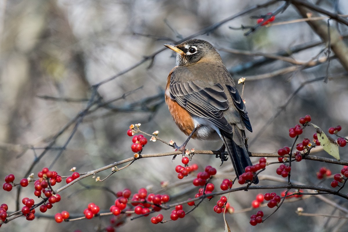 American Robin - Sue Barth