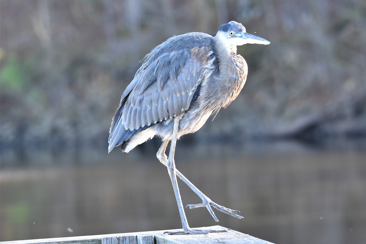 Great Blue Heron - ML284974391