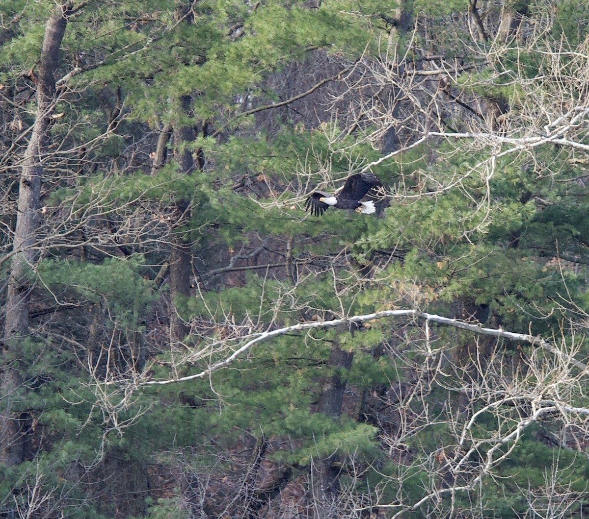 Bald Eagle - ML284974521