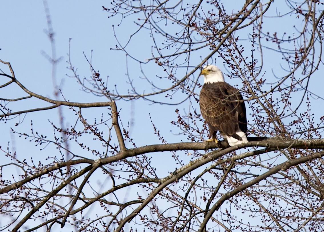 Bald Eagle - ML284974541