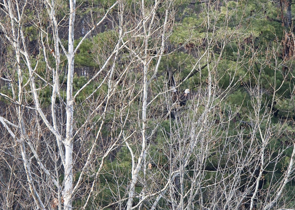 Bald Eagle - ML284974571