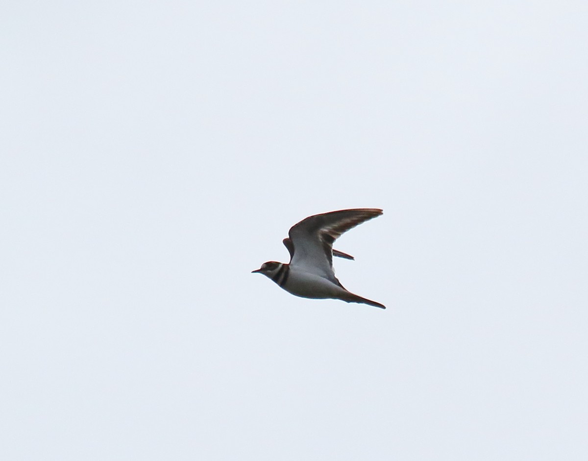 Killdeer - ML284975681