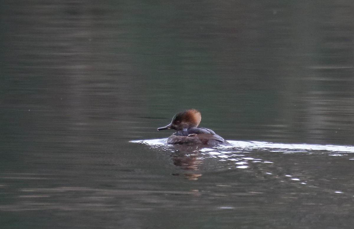 Hooded Merganser - ML284976141