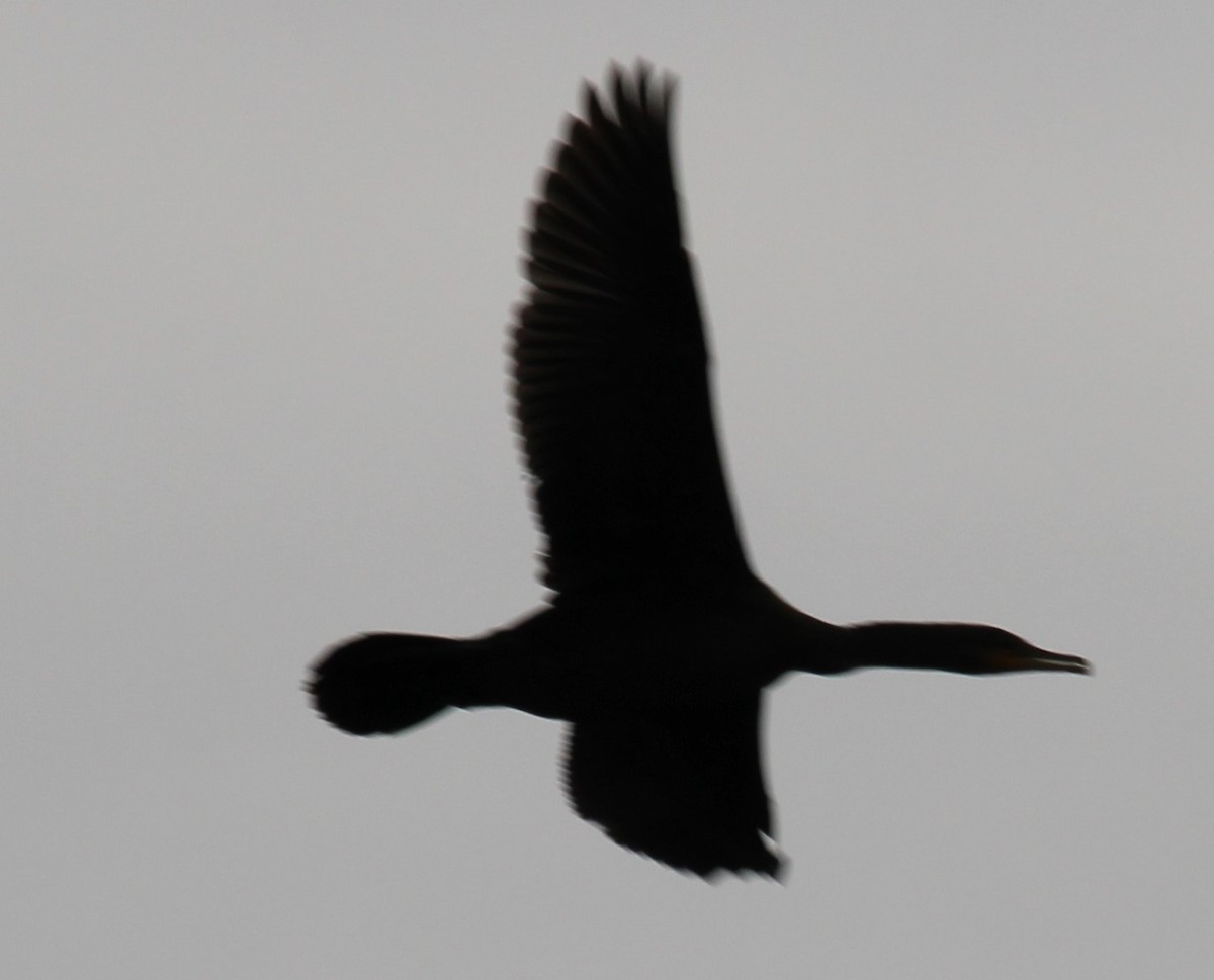 Double-crested Cormorant - ML284978311