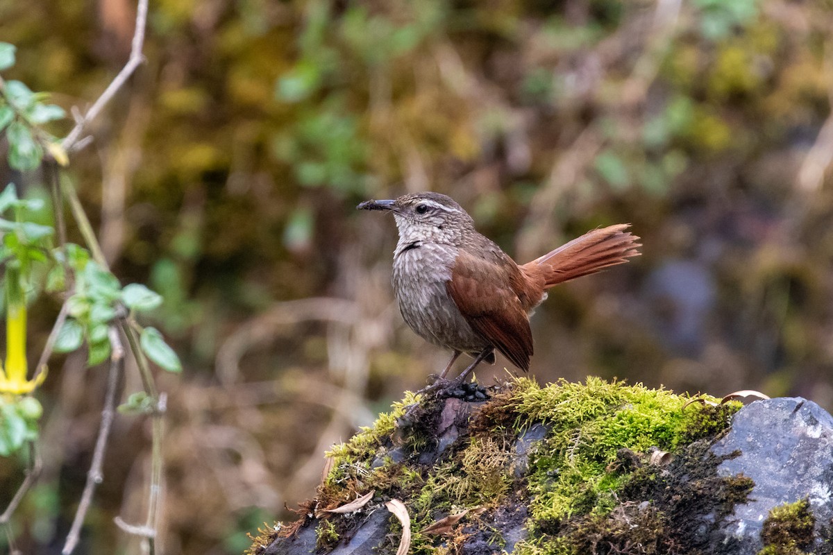 Bandurrita Estriada - ML284979191