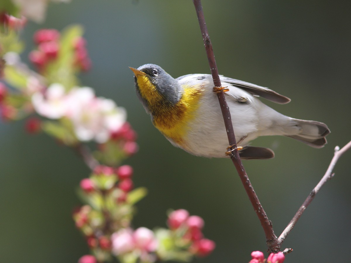 Northern Parula - Larry Therrien