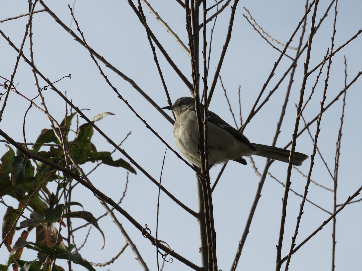 Northern Mockingbird - ML284981251