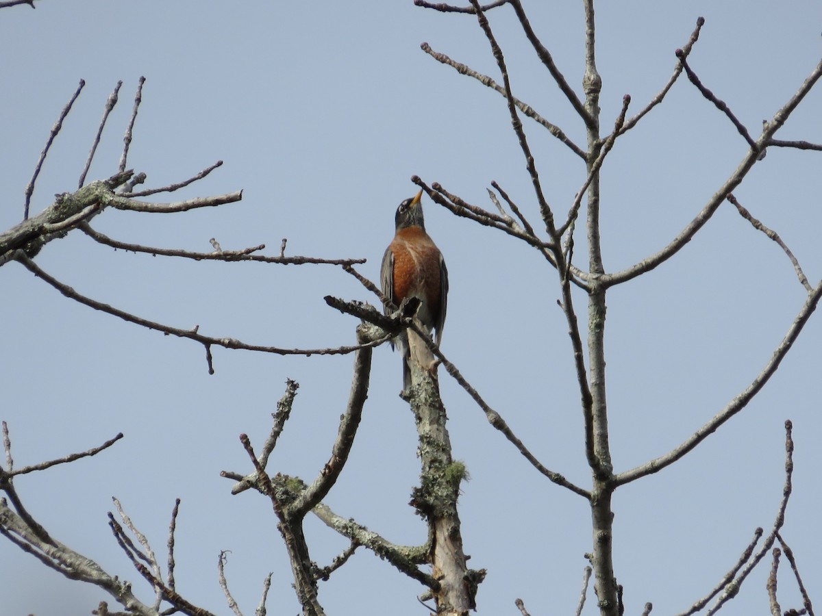 American Robin - ML284981341