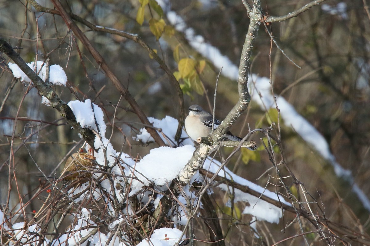 Northern Mockingbird - ML284981371