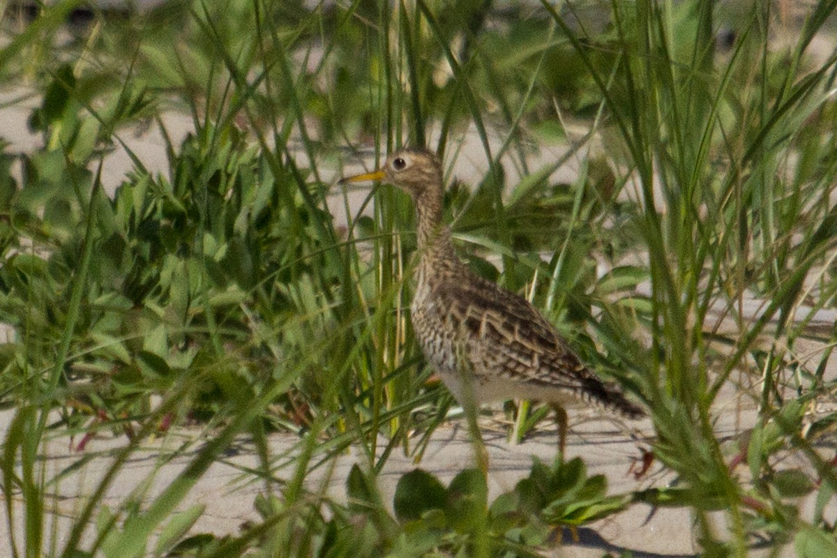 Upland Sandpiper - ML28498381