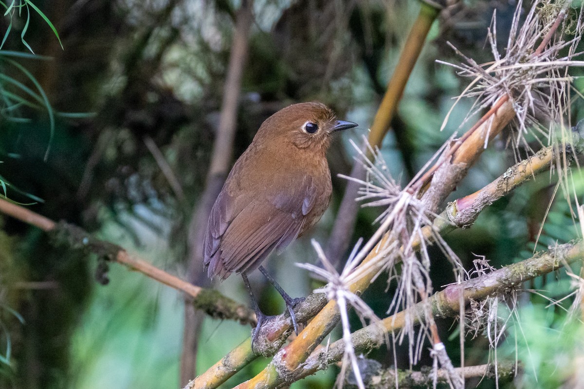 Junin Antpitta - Thibaud Aronson