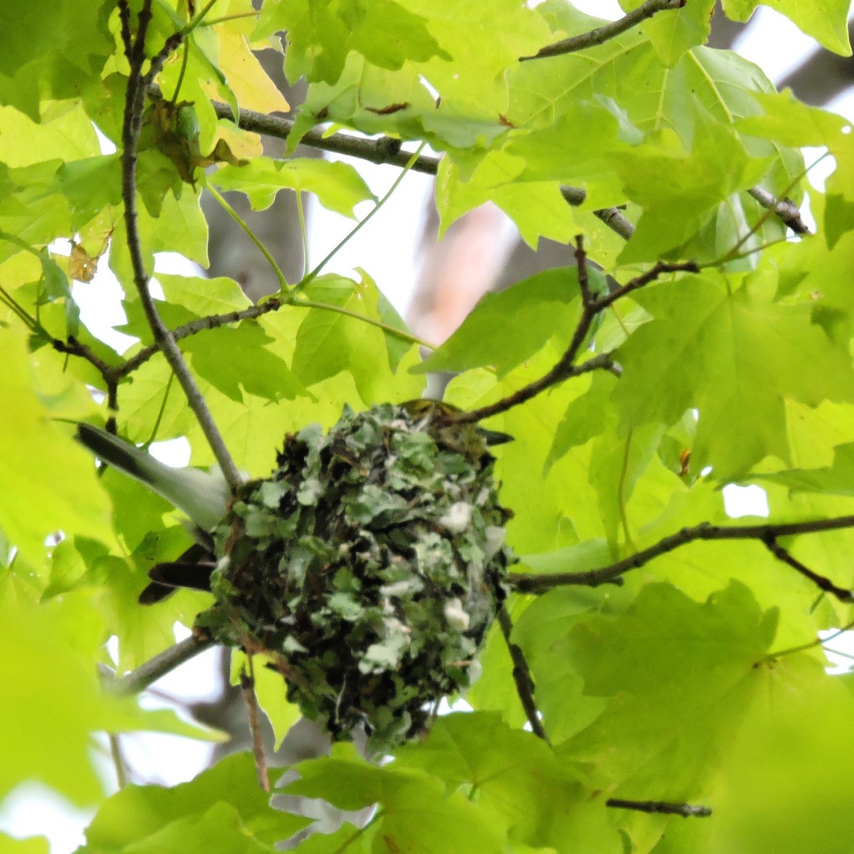 Yellow-throated Vireo - Amelia and Sarah Walker Reid