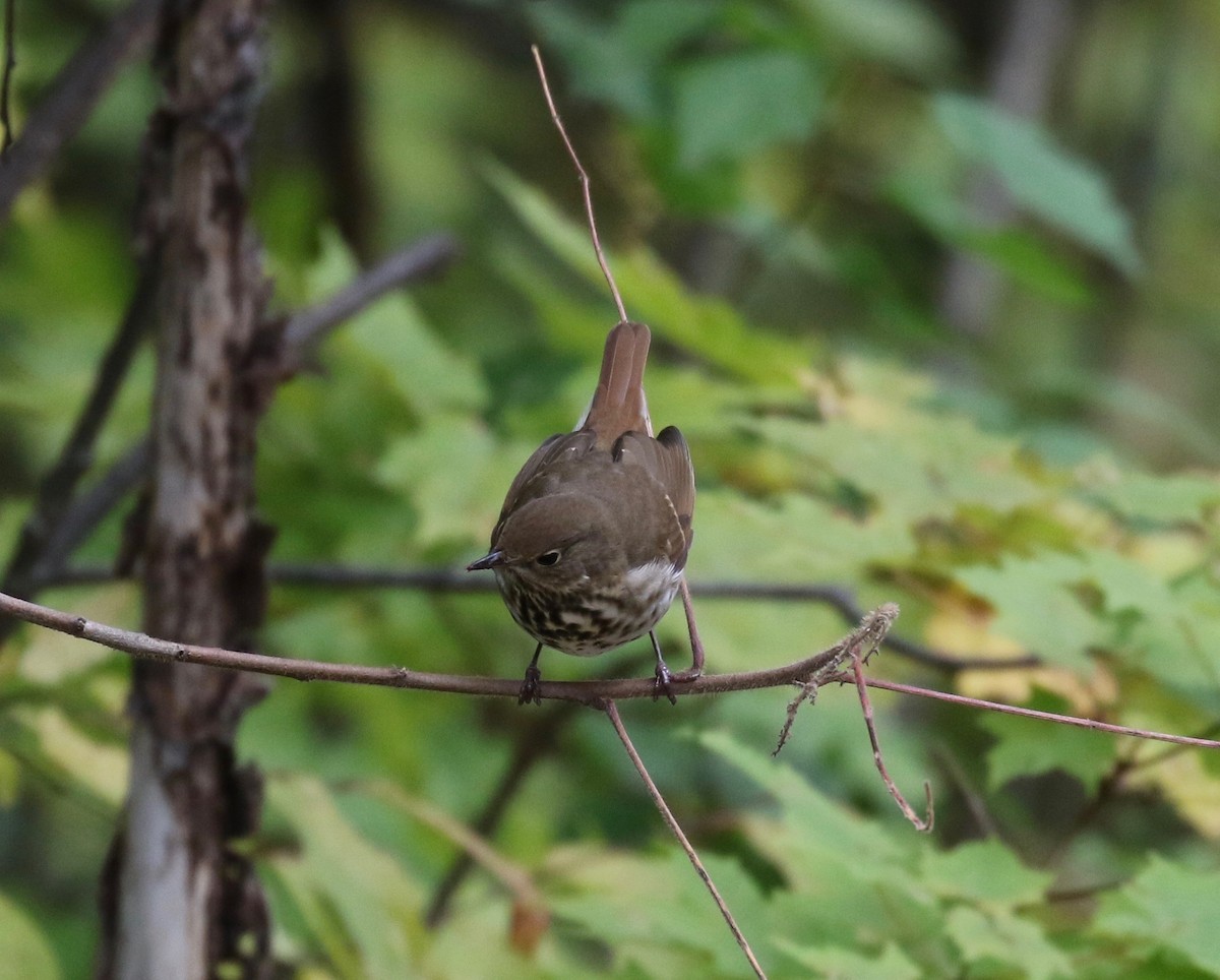 Hermit Thrush - ML284986891